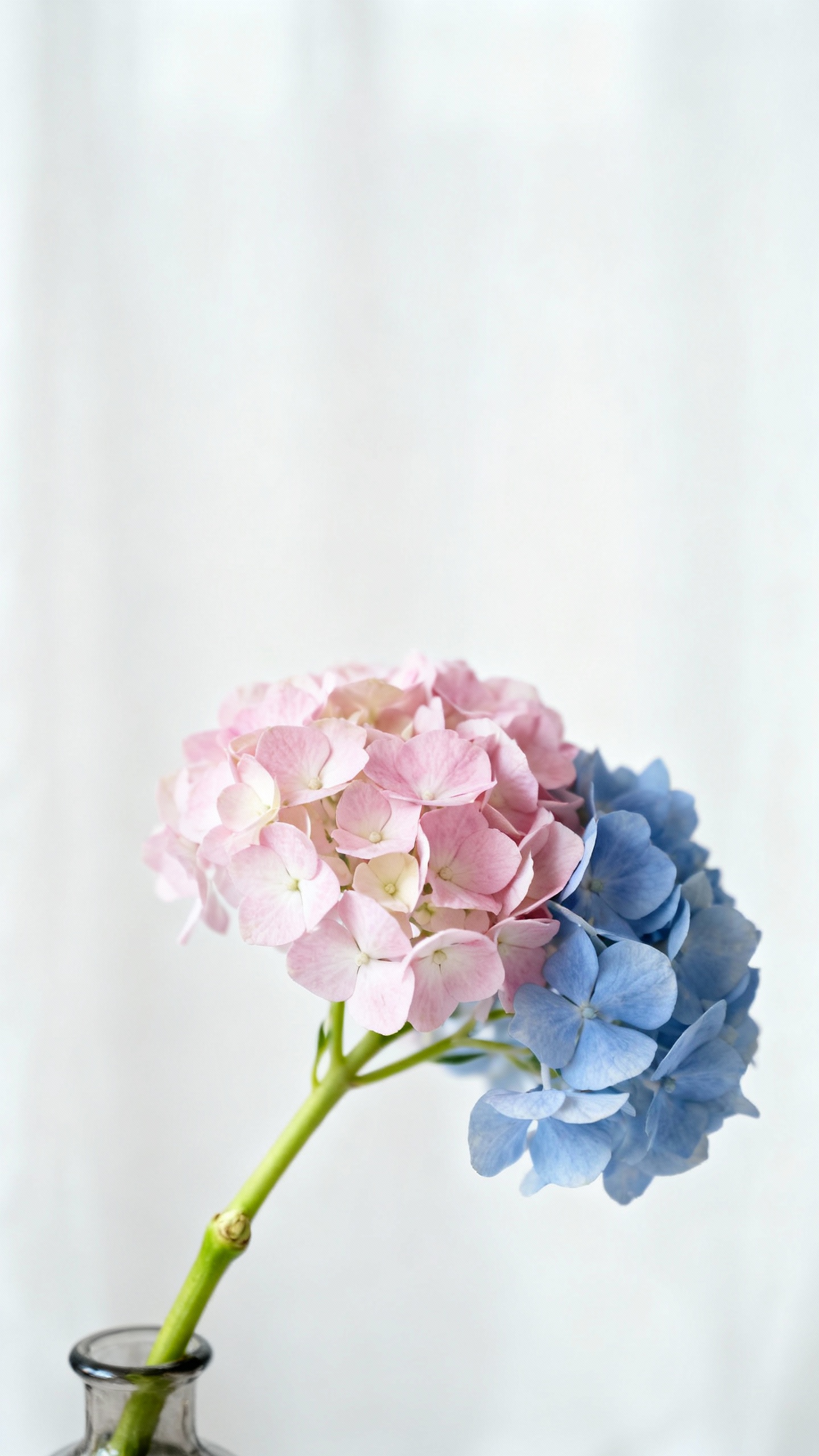 Neutral photo corner with white backdrop, bud vase hydrangeas